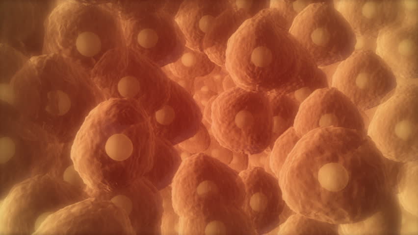 Orange brown coloured semi transparent cells showing nucleus moving in random motion