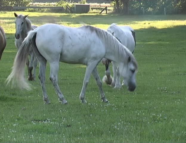 horses on a cattle
