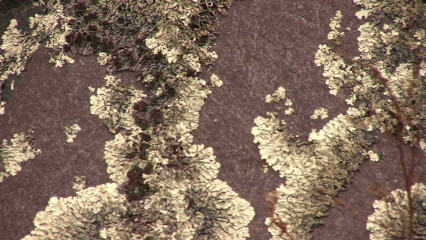 Crustose lichen crowing on boulder on paramo near Cotopaxi Volcano, Ecuador