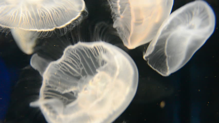 Jellyfish, Aurelia aurita, swimming in a water tank
