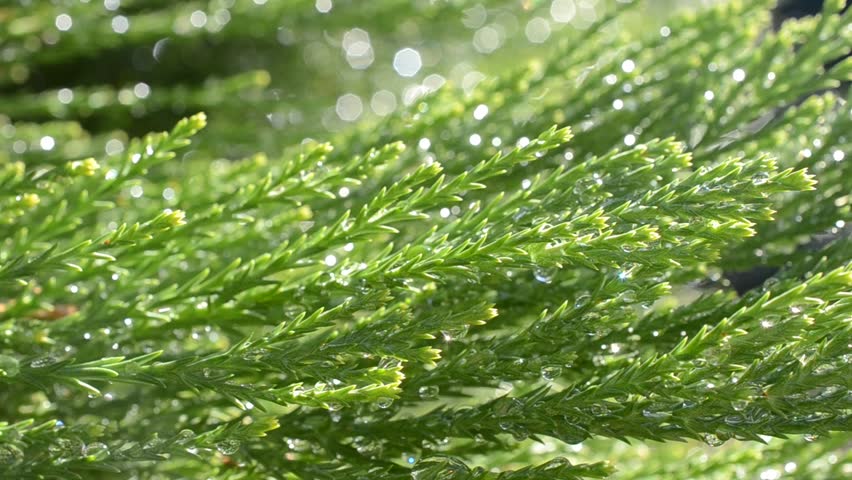 Cypress in dew.