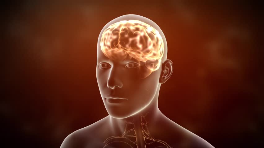 Neuronal Activity Male Red
Conceptual animation showing neuronal activity in the human brain.
