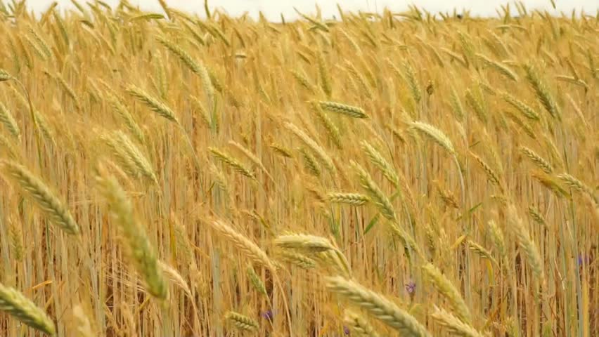 Cornfield