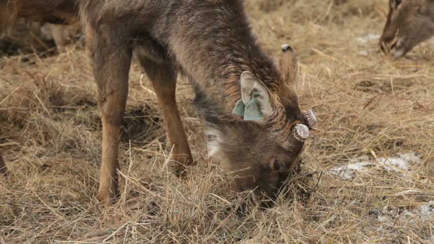 Close-up of a cute farm deer chewing straw on a farm