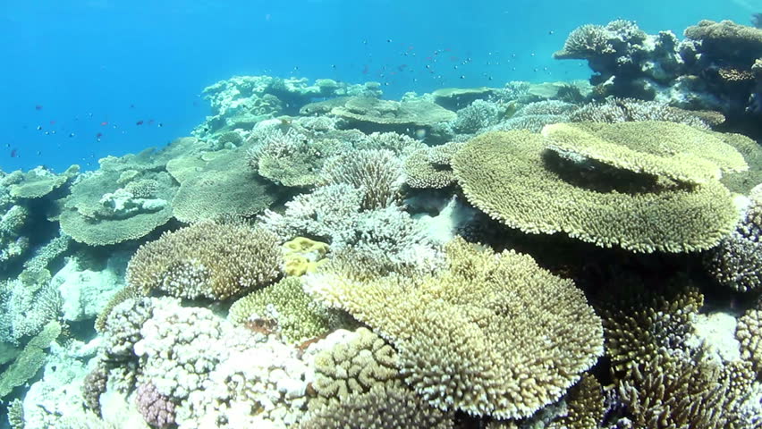 Tropical coral reef and small fishes, shallow water, in the Red Sea.