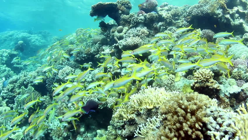 Shoal of Sea goldie, swimming around a coral reef in the Red Sea.