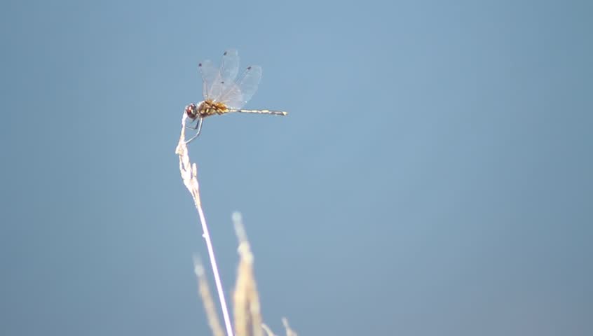 Dragonfly on twig.
