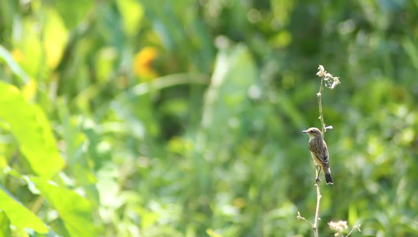 Bird on twig