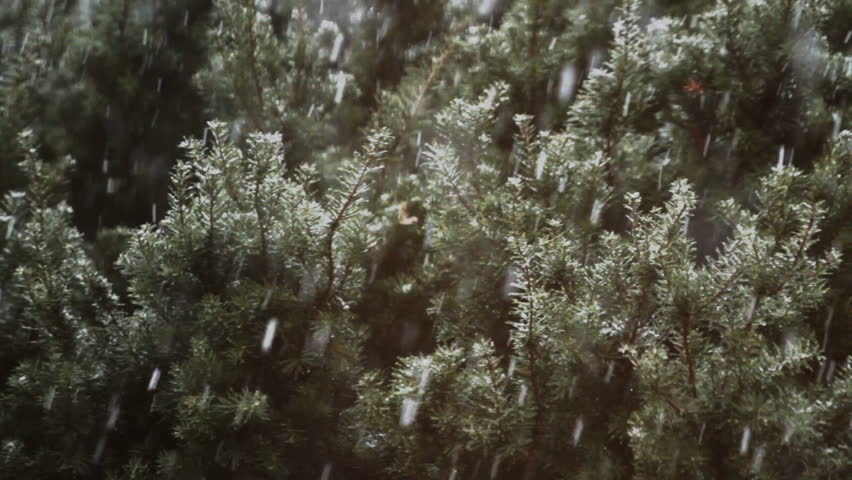 Snow Falls Steady - Evergreen