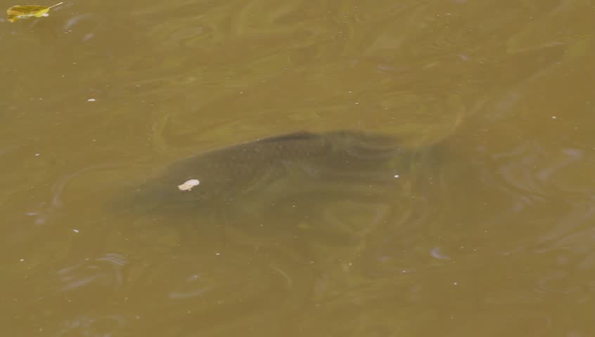 speaking carp on surface of a pond for advertising