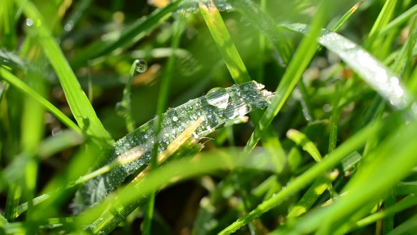 Dew on a green grass, macro.