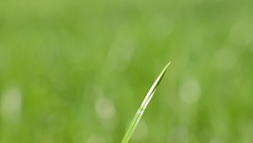 Green grass, macro.