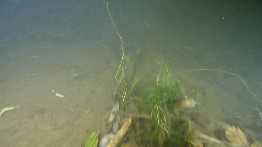 Pike underwater at night video