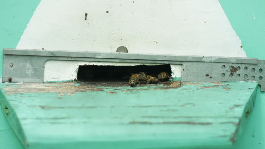 Group of honeybees flying into a beehive, closeup