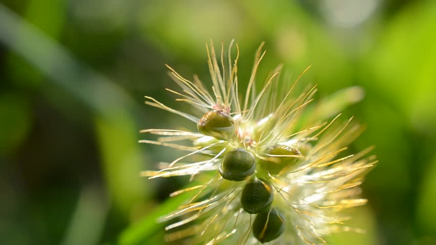 Grass, macro.