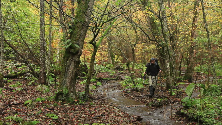 adventurer exploring the forest