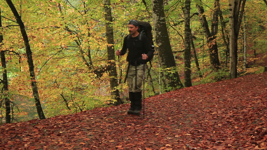 adventurer exploring the forest