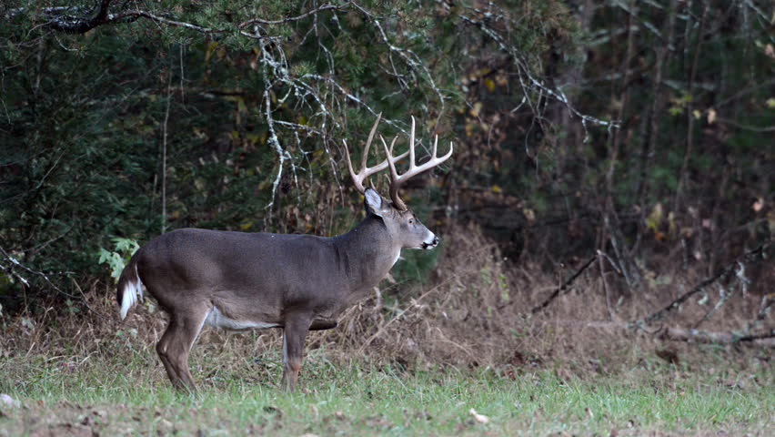 Large whitetailed deer buck in an open meadow