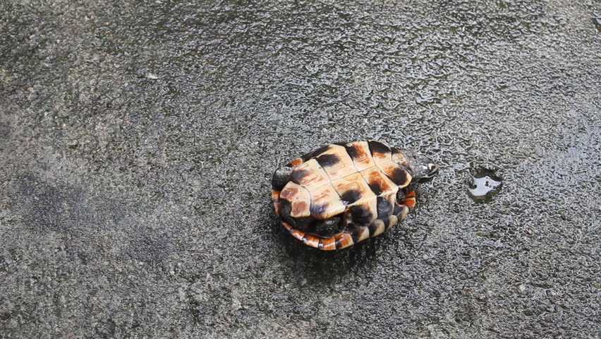 Turtle flip for survival