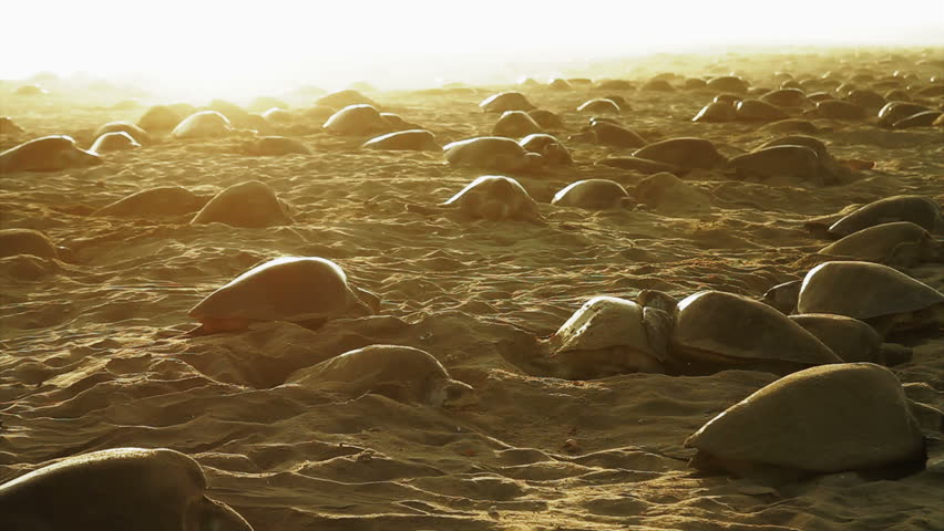 Phenomenon of thousands of sea turtles nesting in one beach of oaxaca at the same time