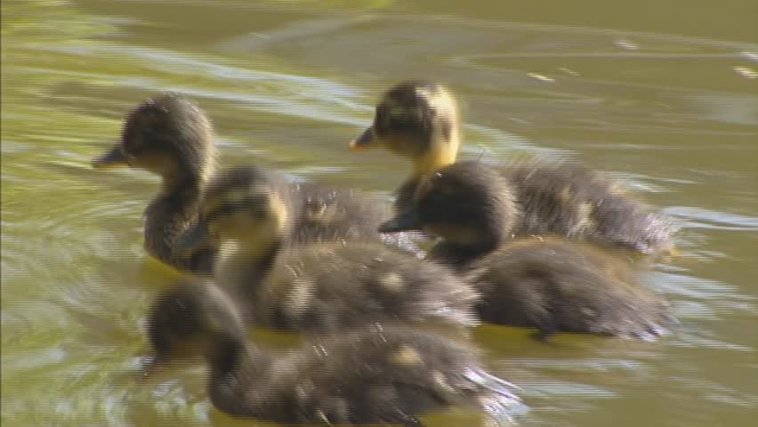 ducklings swimming to mama duck (anas platyrhynchos)