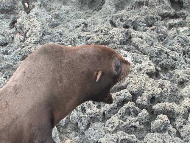 Fur sea lions are not commonly found in the Galapagos archepelago. They generally sleep during the day and they swim and hunt at night. They were nearly extinct due to hunting by whalers.