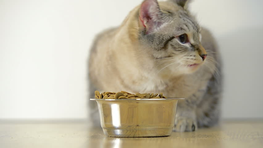 Cat eating dry food from metal dish and belching, then leaving the frame