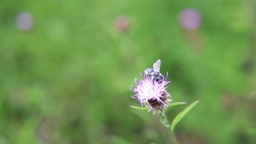 Honeybee and flowers
