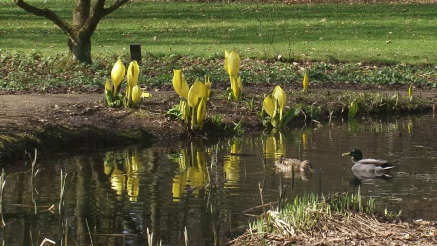mallards in pond + Western Skunk Cabbage  (Lysichiton americanus)
