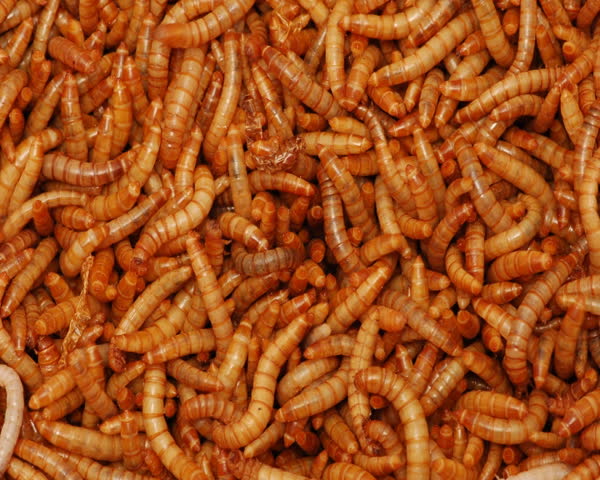 Header of Acheta domesticus