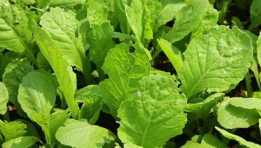 sapling of "Baby Chinese Cabbage", a kind of cabbage,also called Endive
