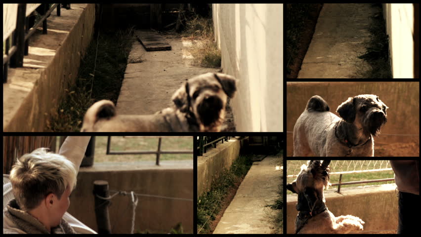 Slow motion of a dog (Tibetan terrier) running, jumping, playing - 35mm camera! No noise, no aliasing, no banding etc. 
