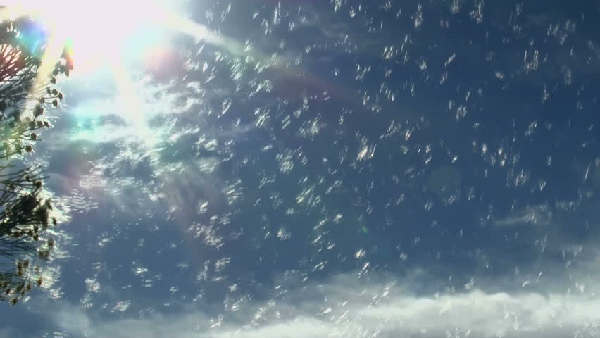 White, snowy flakes from desert broom plant swirl in wind, create beautiful nature scenic, but cause problems for many allergy sufferers. 1080p