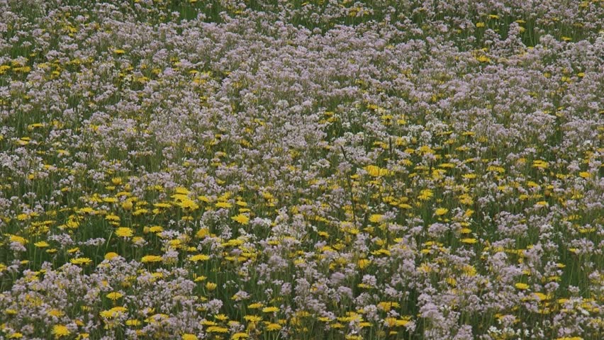 yellow and pink colored pasture cuckoo flower (Cardamine pratensis) and Dandelion (Taraxacum officinale)