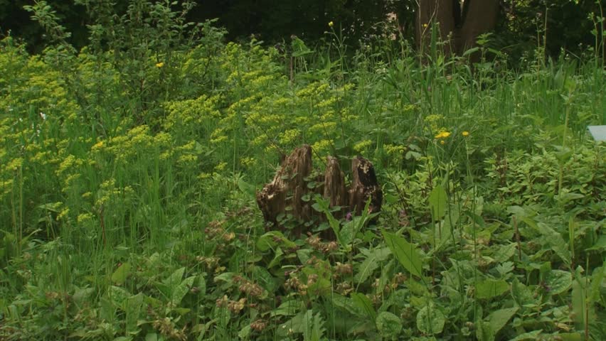 Rotten stump in Euphorbia cyparissias, Cypress Spurge roadside - full screen - zoom out
