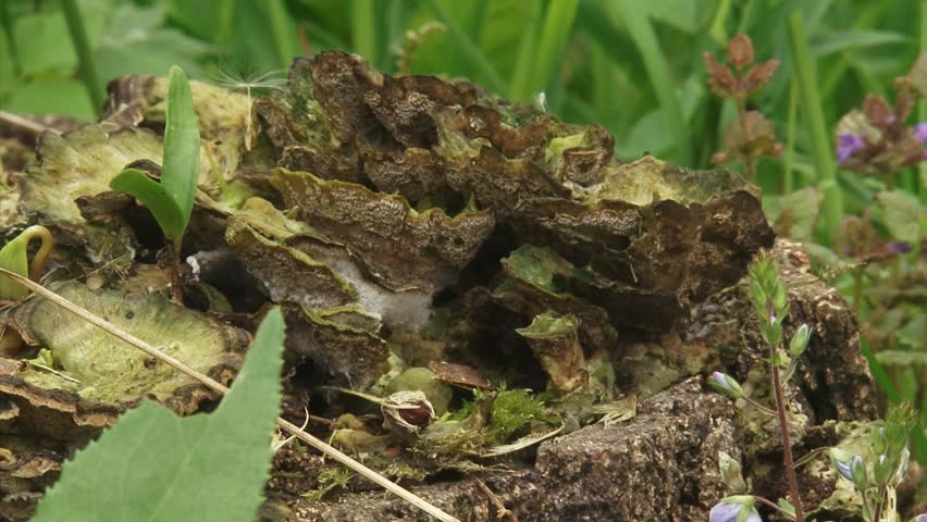 fallen tree, rotten tree trunk - zoom out. Coarse woody debris (CWD