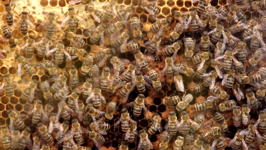 Honey bee reunion

Description: Honey bees on the honeycomb.
