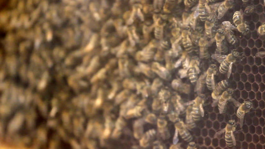 Bees making honey

Description: Honey bees on the honeycomb.
