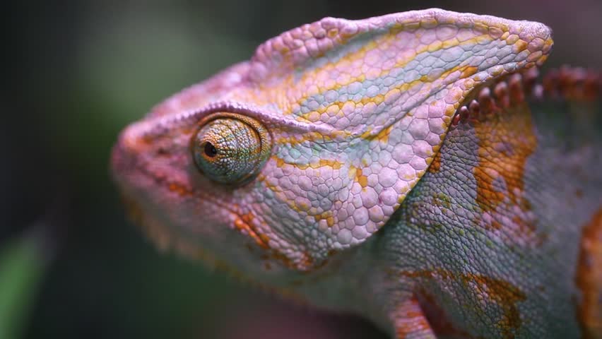 Chameleon (Chameleo Calyptratus) Eye