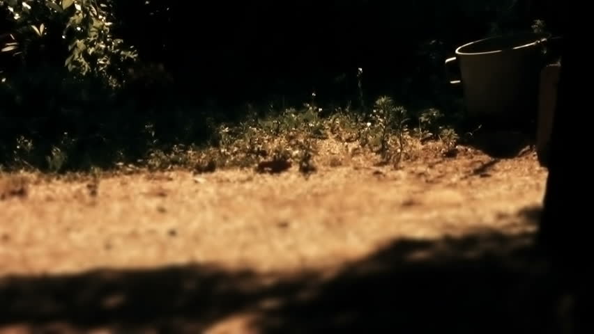 Tibetan terrier running after a toy - graded yellow and orange for the effect
