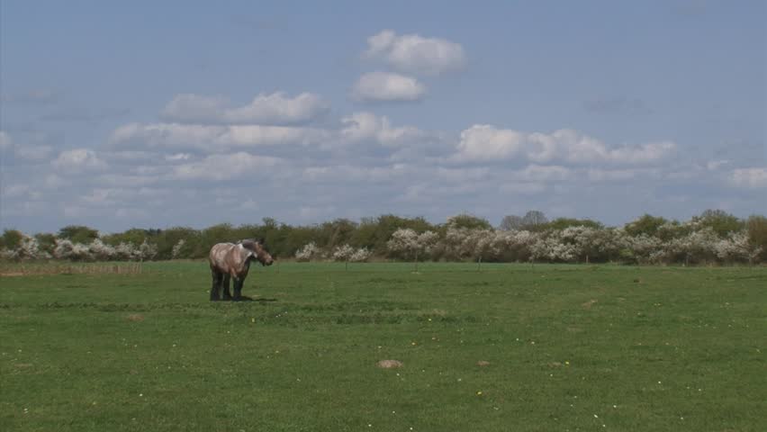 draft horse grazing in pasture, spring - wide shot. Large herbivore in typical Dutch river landscape with flowering blackthorn in background.
