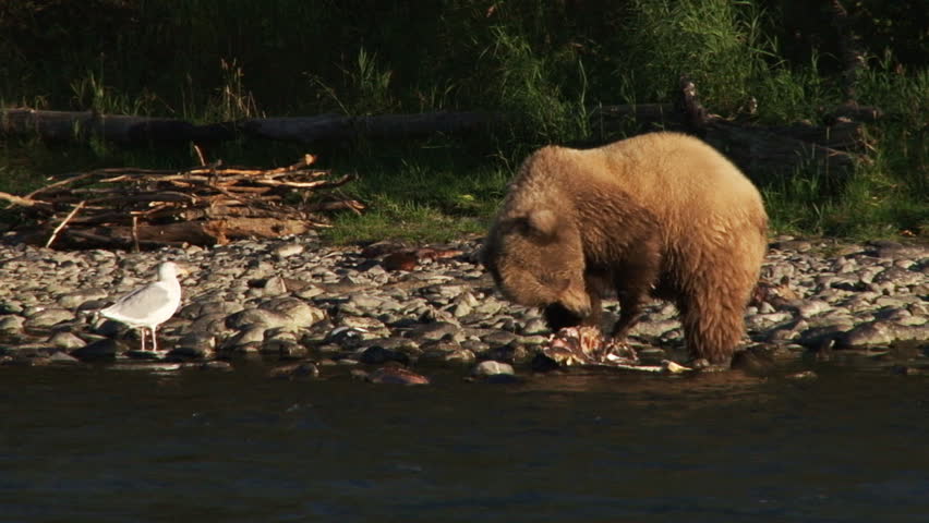 A female brown bear (grizzly sow) devouring a yummy dead sockeye salmon while a gull looks on.