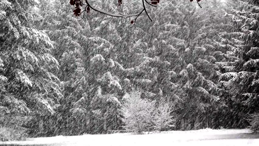 snowfall in the park,snowfall,	fall of snow,snow,winter,trees,
