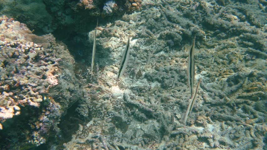 Header of Aeoliscus strigatus
