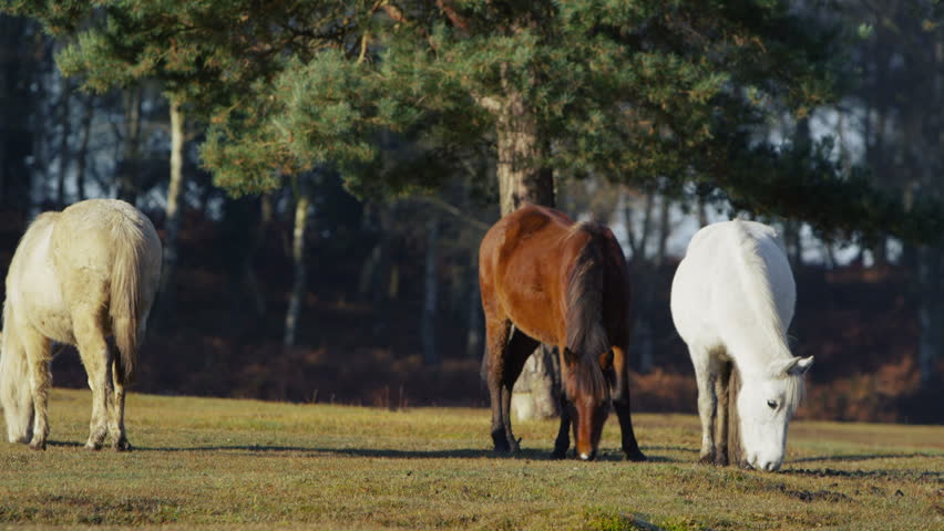 3 wild ponies of varying colors are grazing in the sunlight of a forest clearing. Slow motion.