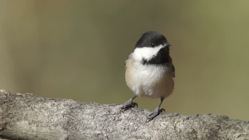 A Black-capped Chickadee (Poecile atricapillus) perches on a tree limb in Autumn.