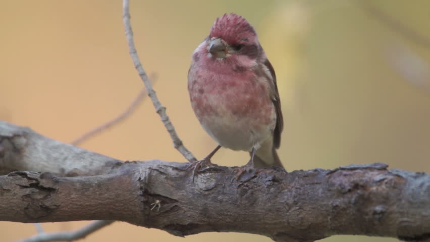 A male Purple Finch (Haemorhous purpureus) perches on a tree limb in Autumn.