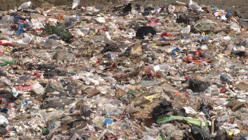 Gulls scavenging through a disgusting pile of garbage at a dump.