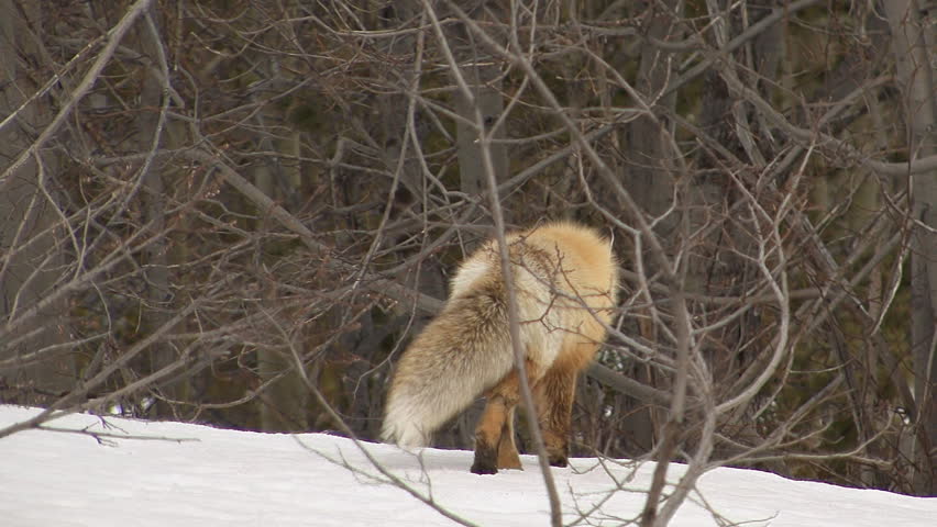 A furry red fox in winter coat searching, stalking, moving, listening, and waiting, for evidence of small rodents under the snow.