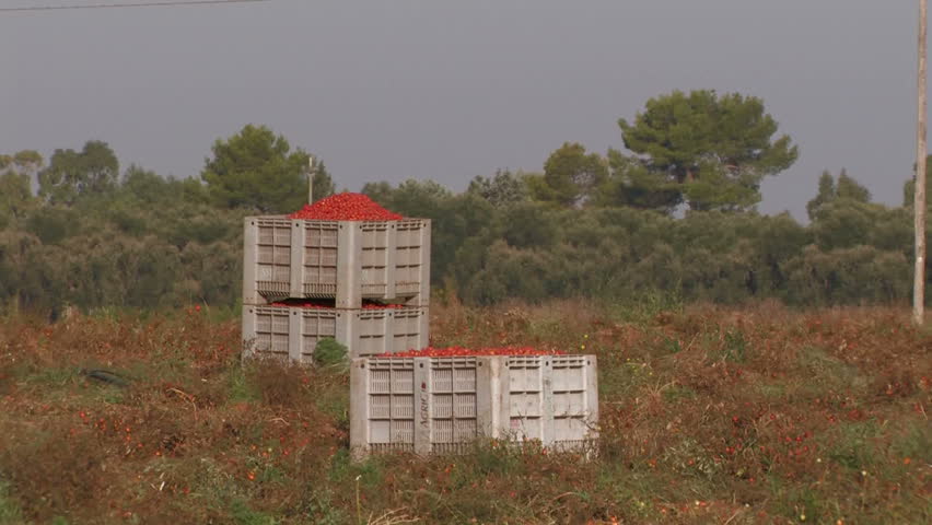 Large crates of fresh picked tomatoes
